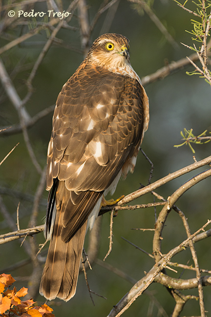 Gavilán (Accipiter nisus)